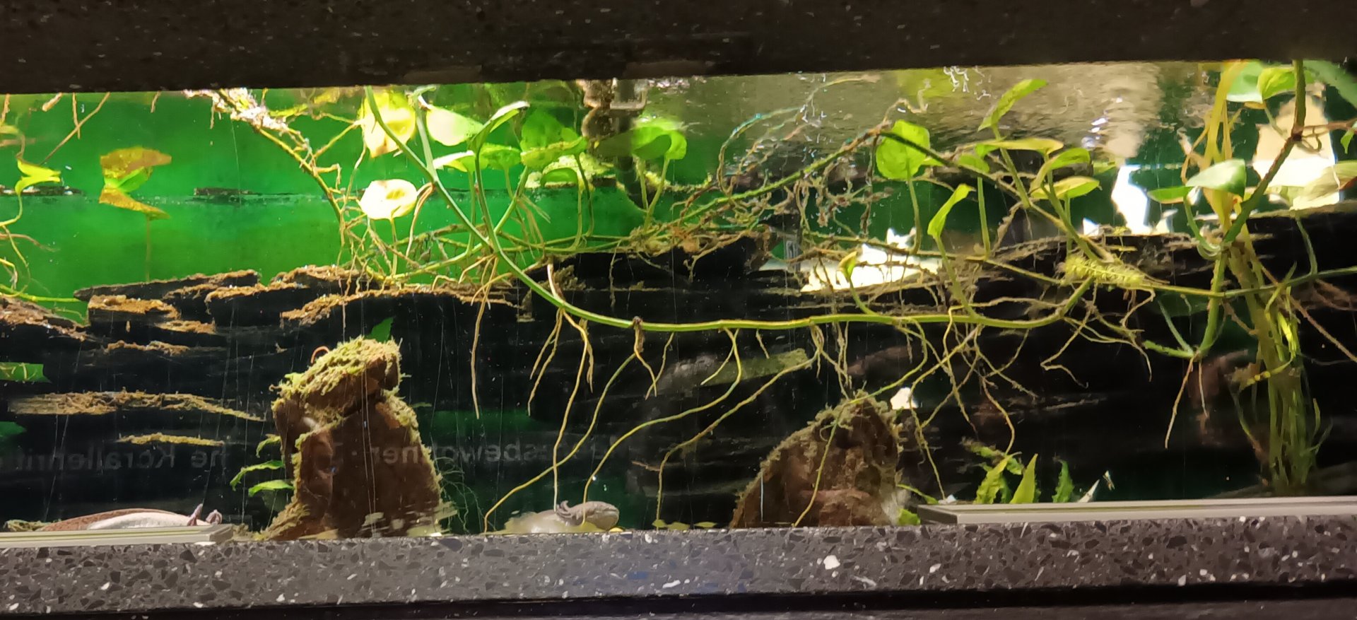 Axolotl Habitat