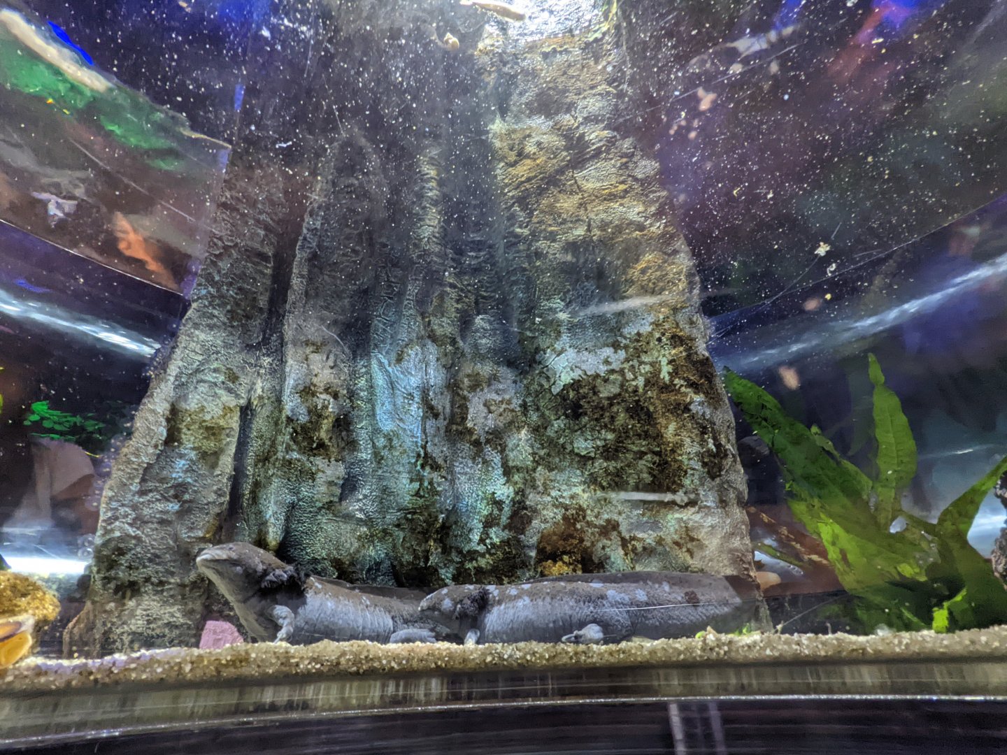 Axolotl in it's tank