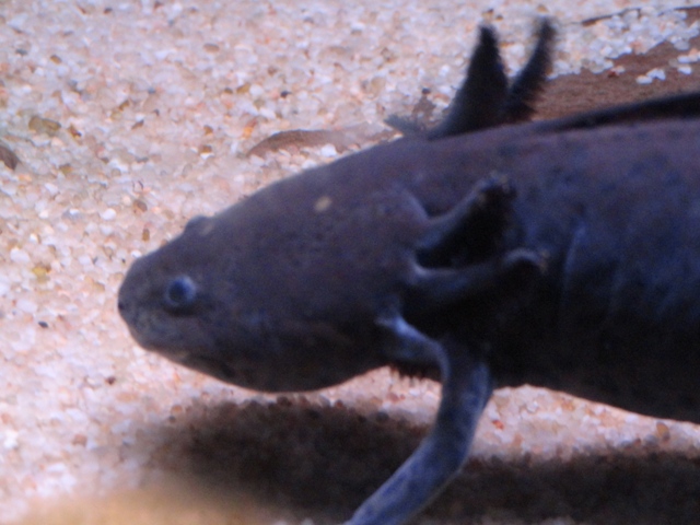 Axolotl in Legends of the Wild