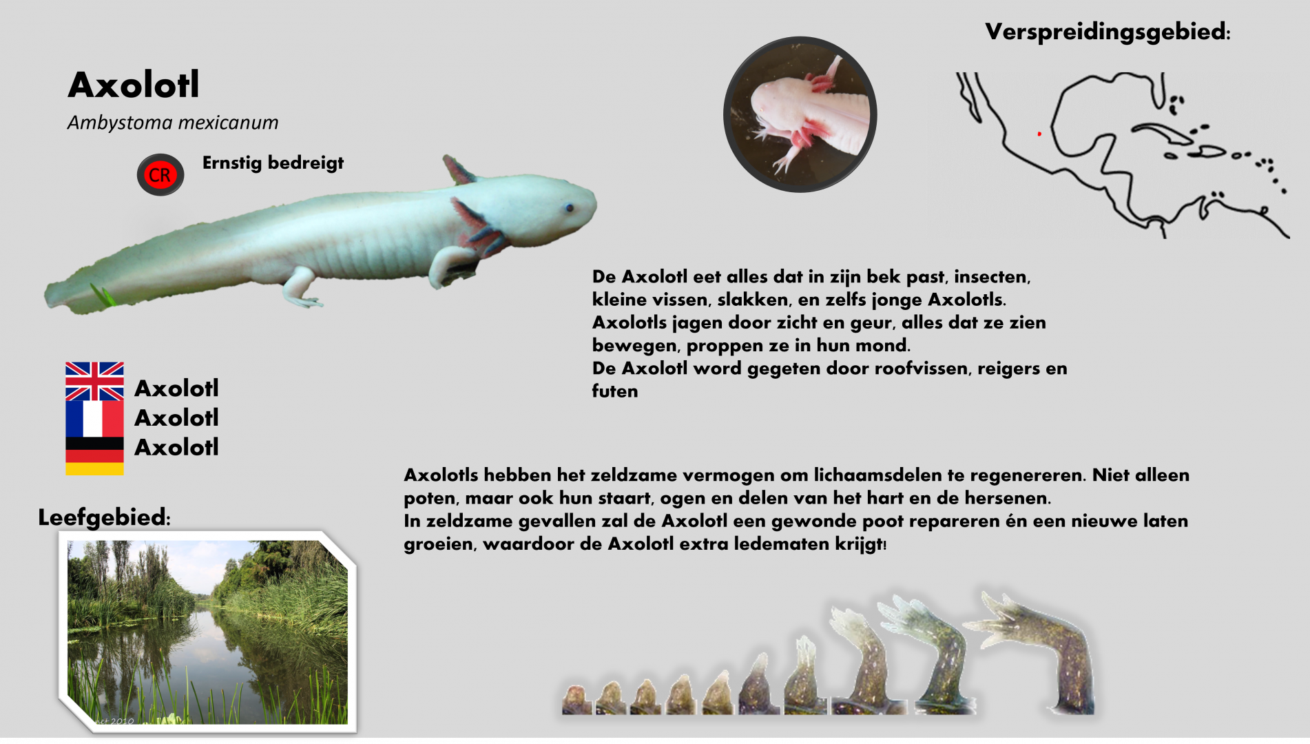 Axolotl info card (Dutch)