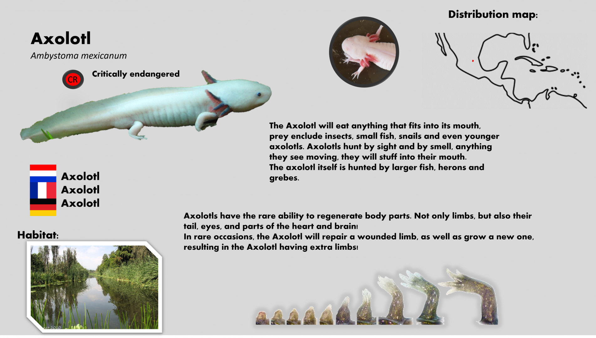 Axolotl info card (English)