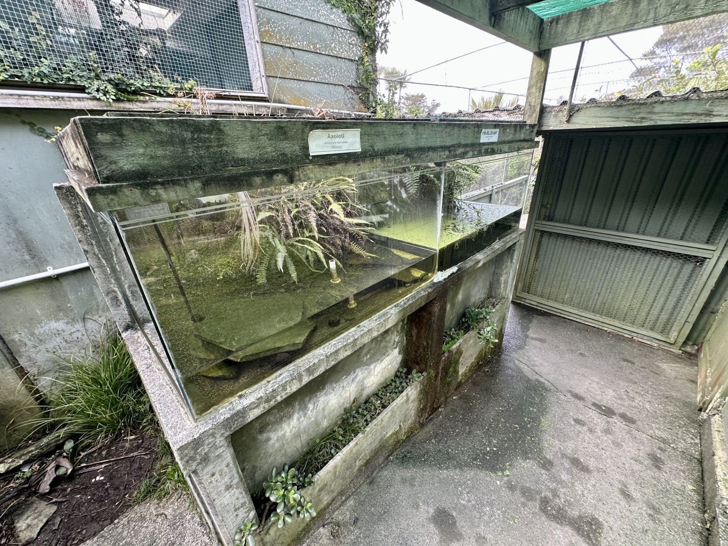 Axolotl/Japanese Fire-bellied Newt Exhibits