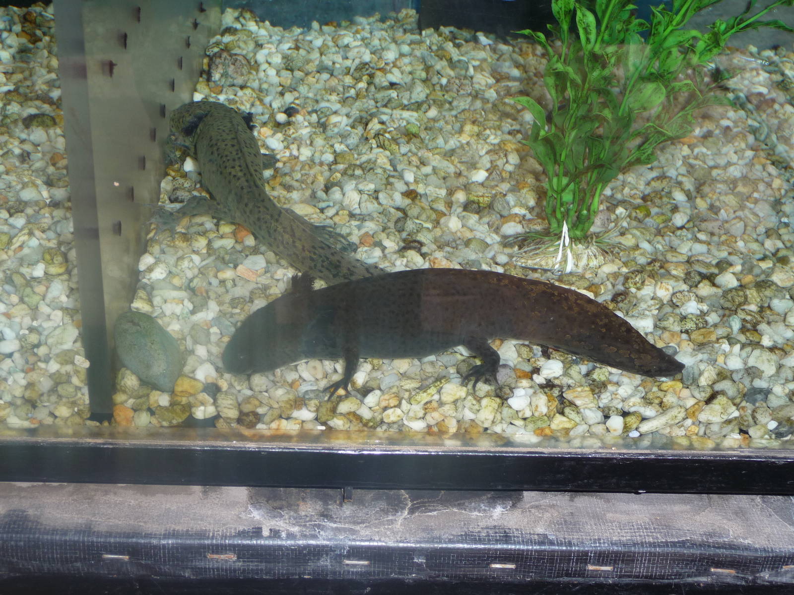 axolotl Los Coyotes Zoo