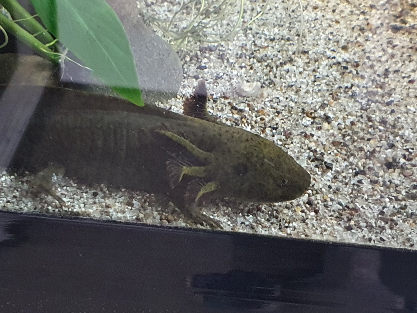 Axolotl, Masterton Pet Shop