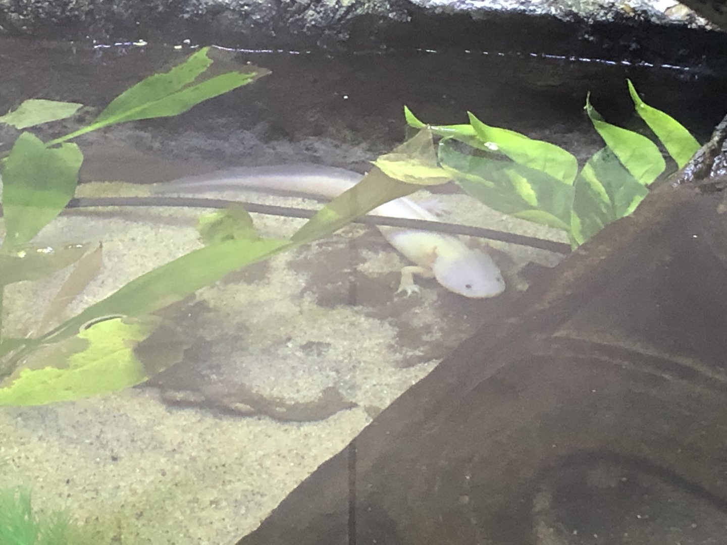 Axolotl (new)