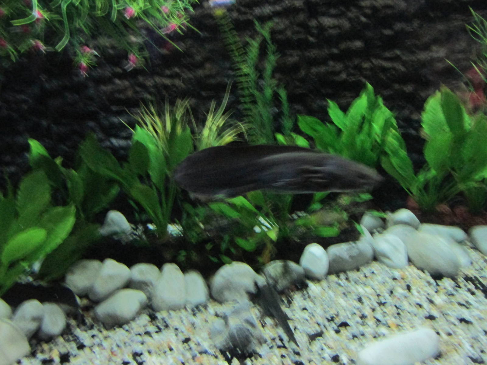 axolotl on the move acuario inbursa