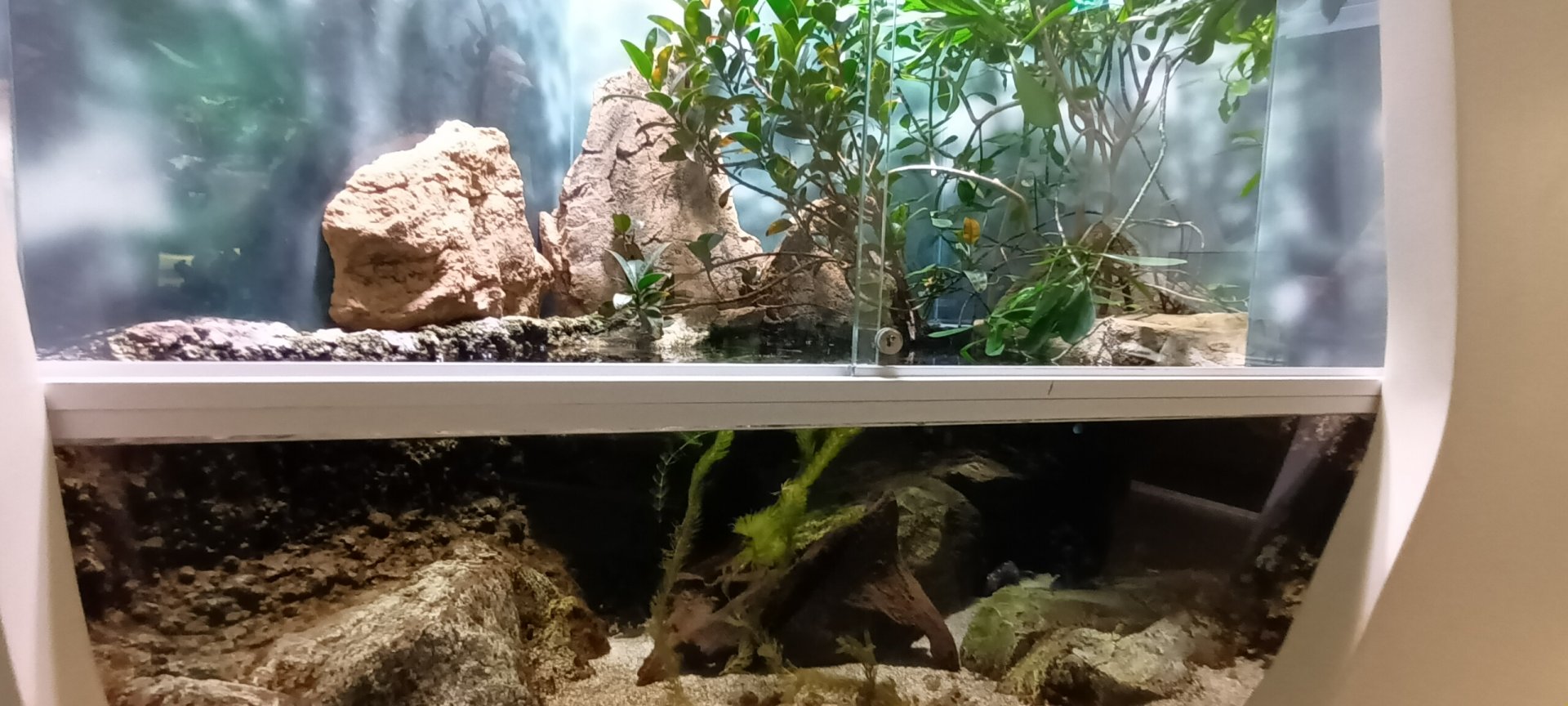 Axolotl Palaudarium