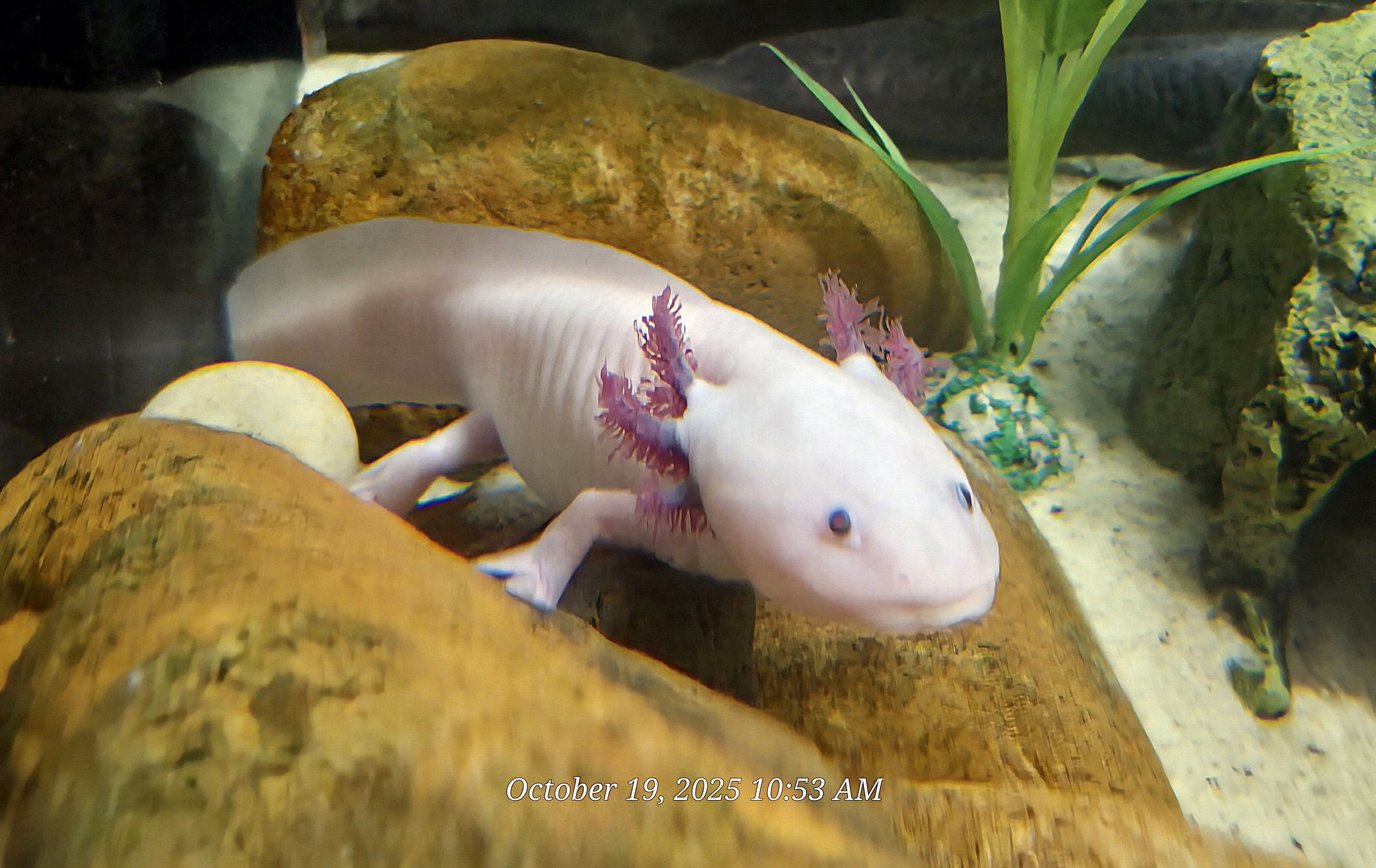 Axolotl - Rainforest Adventures