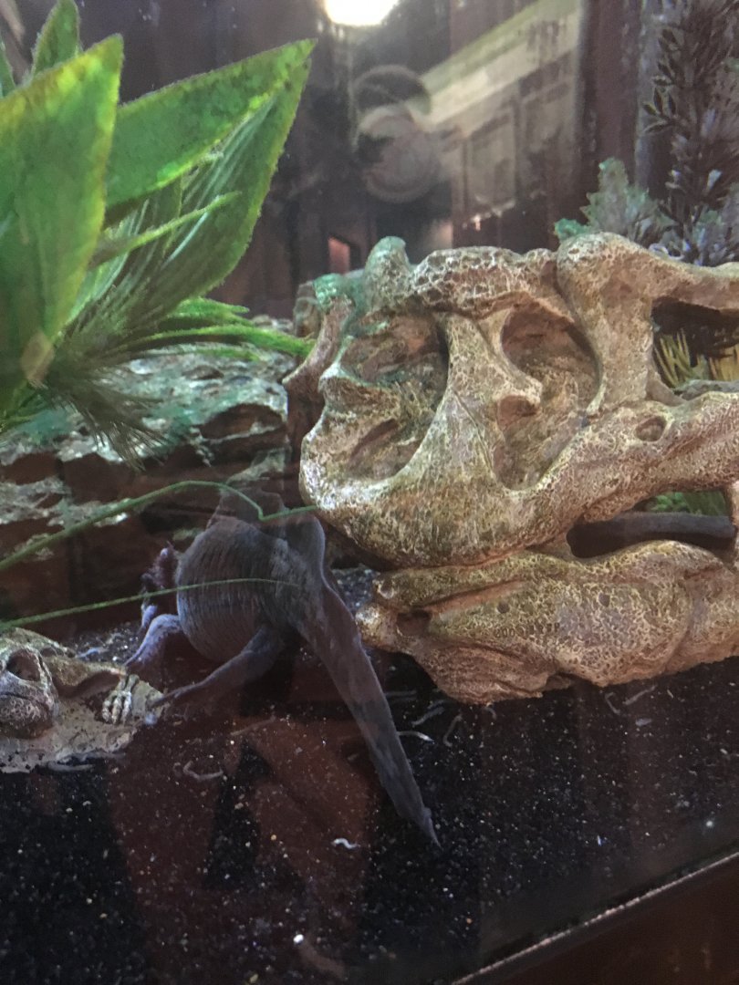 Axolotl - Royal Ontario Museum