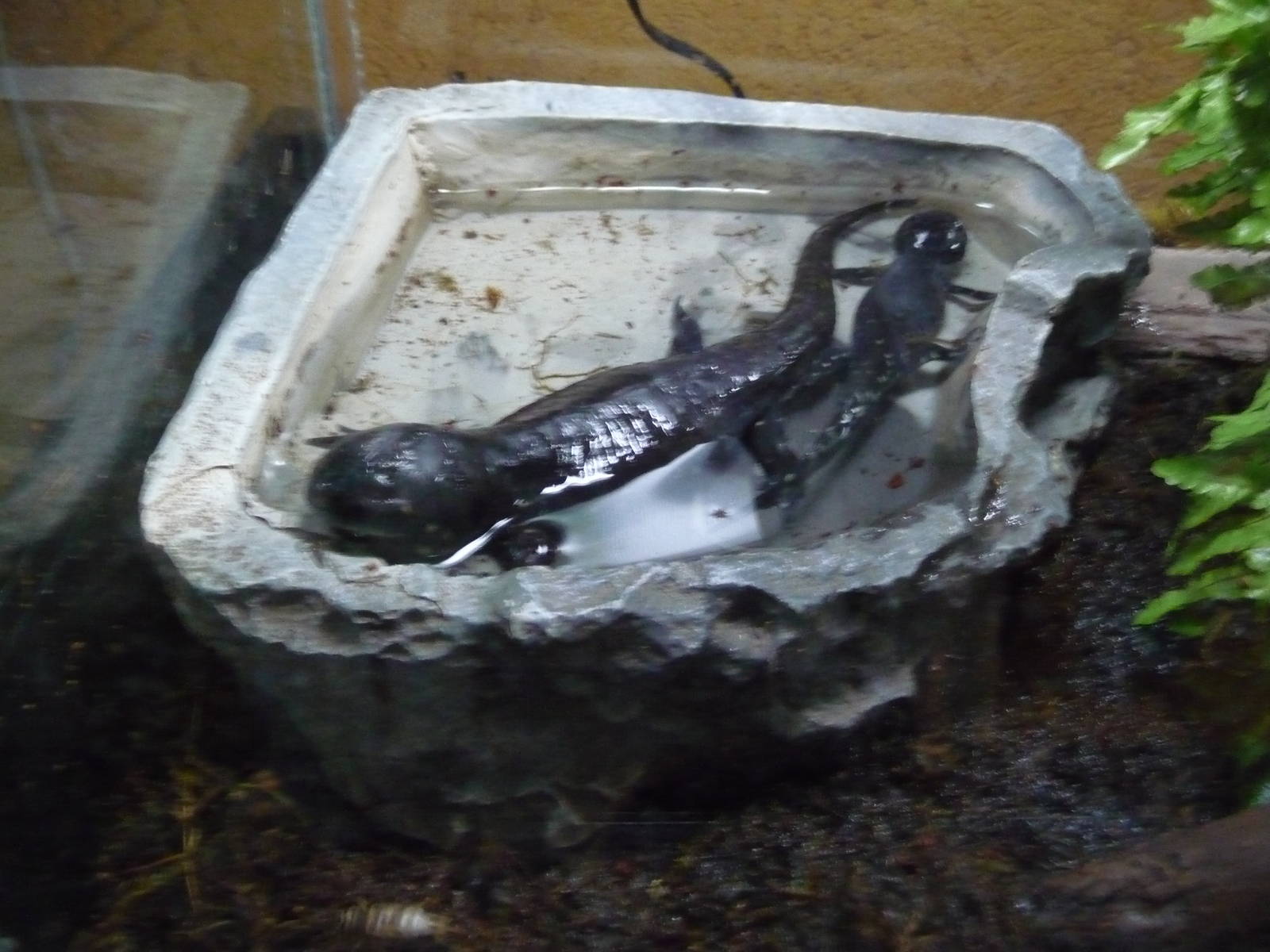 axolotl salamander phase chapultepec zoo