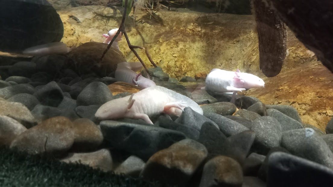 Axolotl - São Paulo aquarium