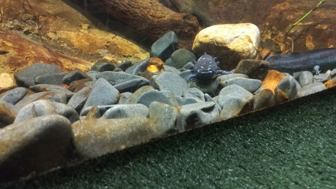 axolotl - São Paulo