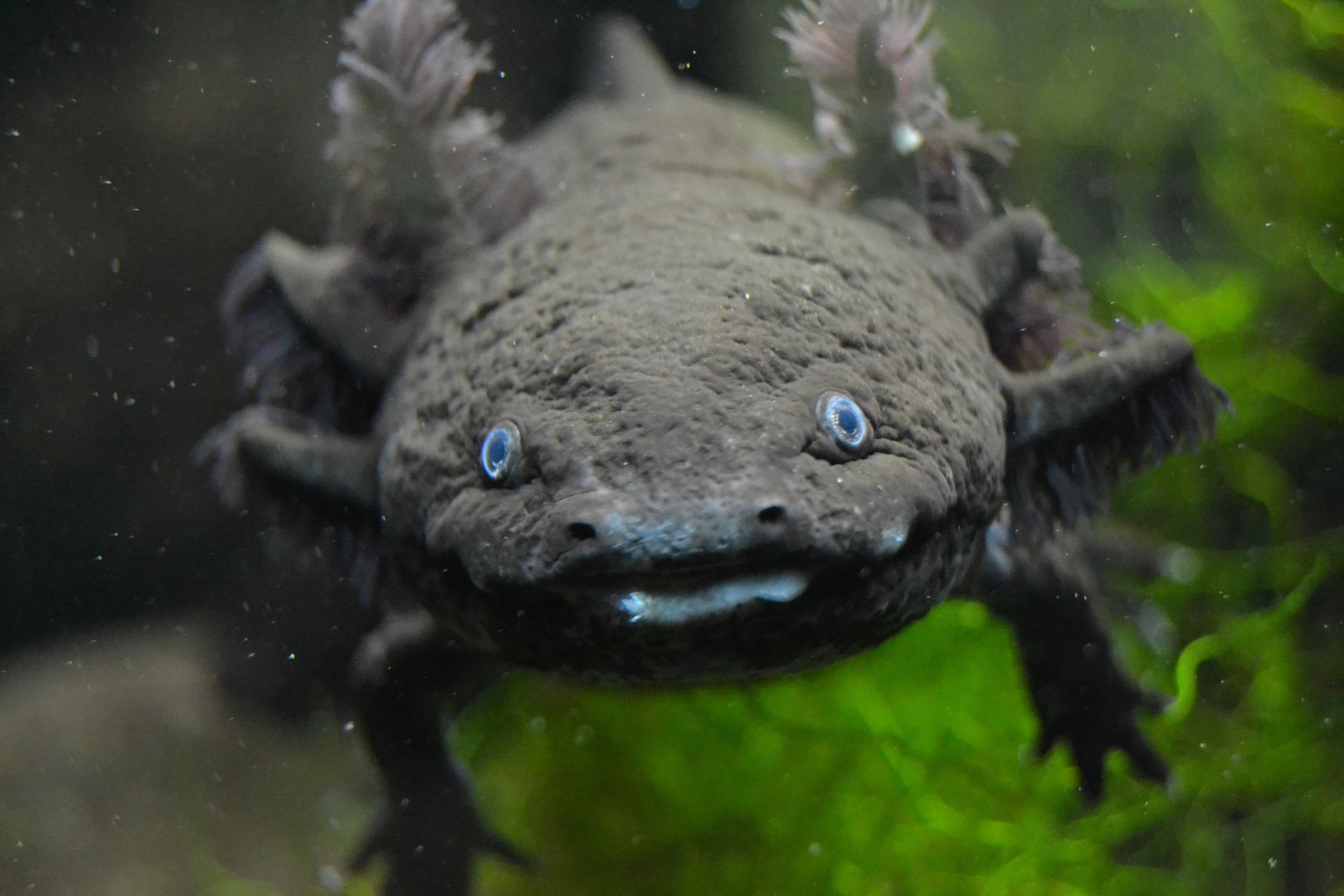 Axolotl - September 2016