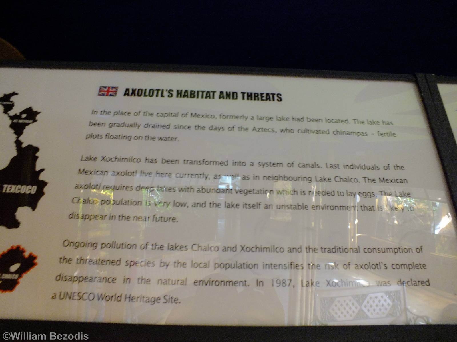 Axolotl Sign - Gdynia Aquarium