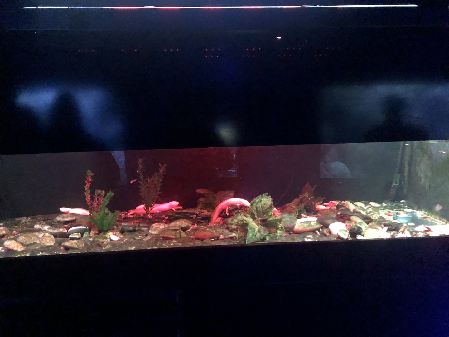 Axolotl tank at Aqua Vega