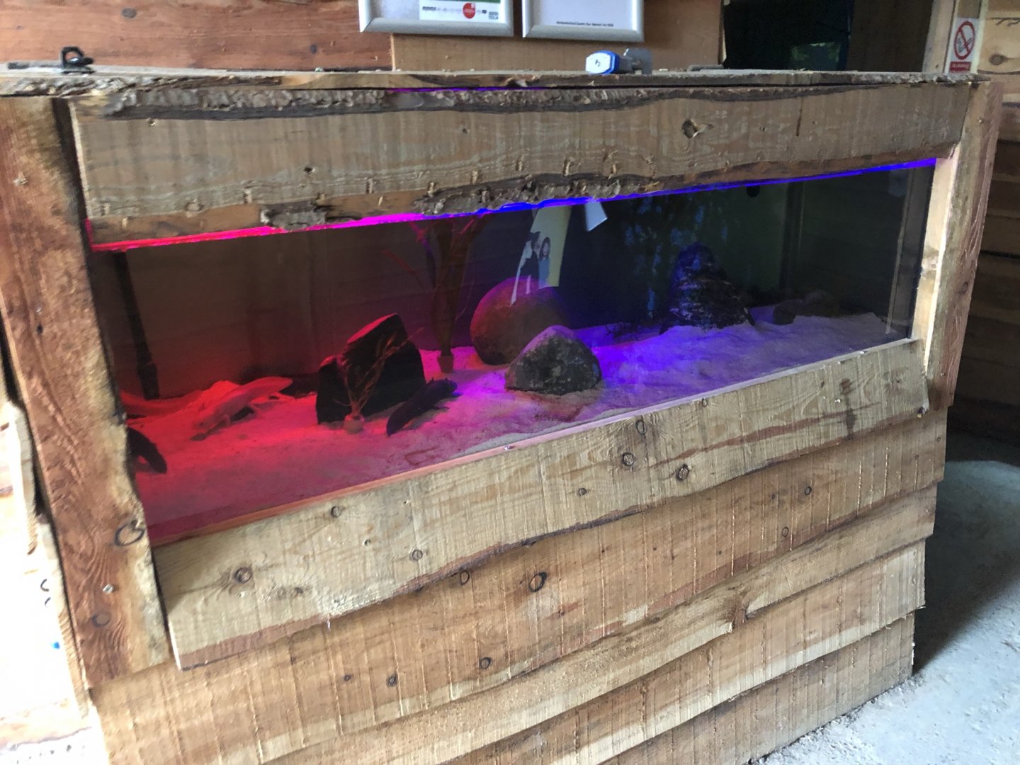 Axolotl Tank at Northumberland Country Zoo (September 2021)