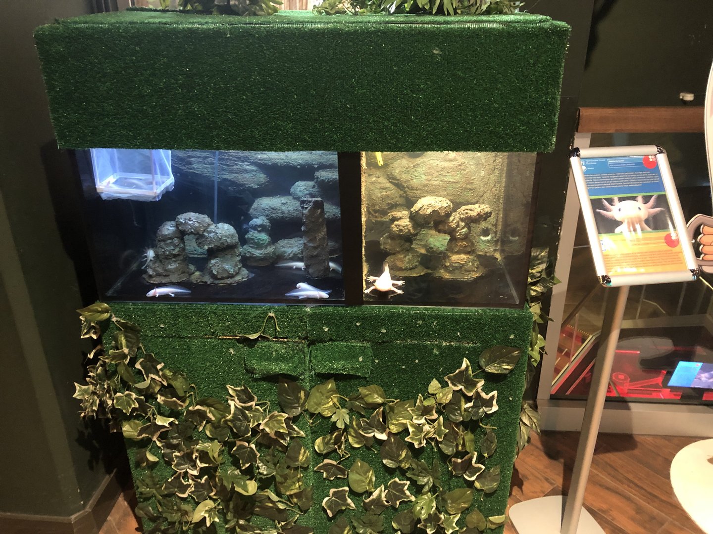 Axolotl tank at the Emaar aquarium