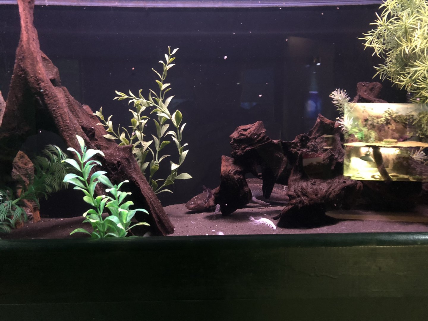 Axolotl Tank at Tynemouth Aquarium (2019)