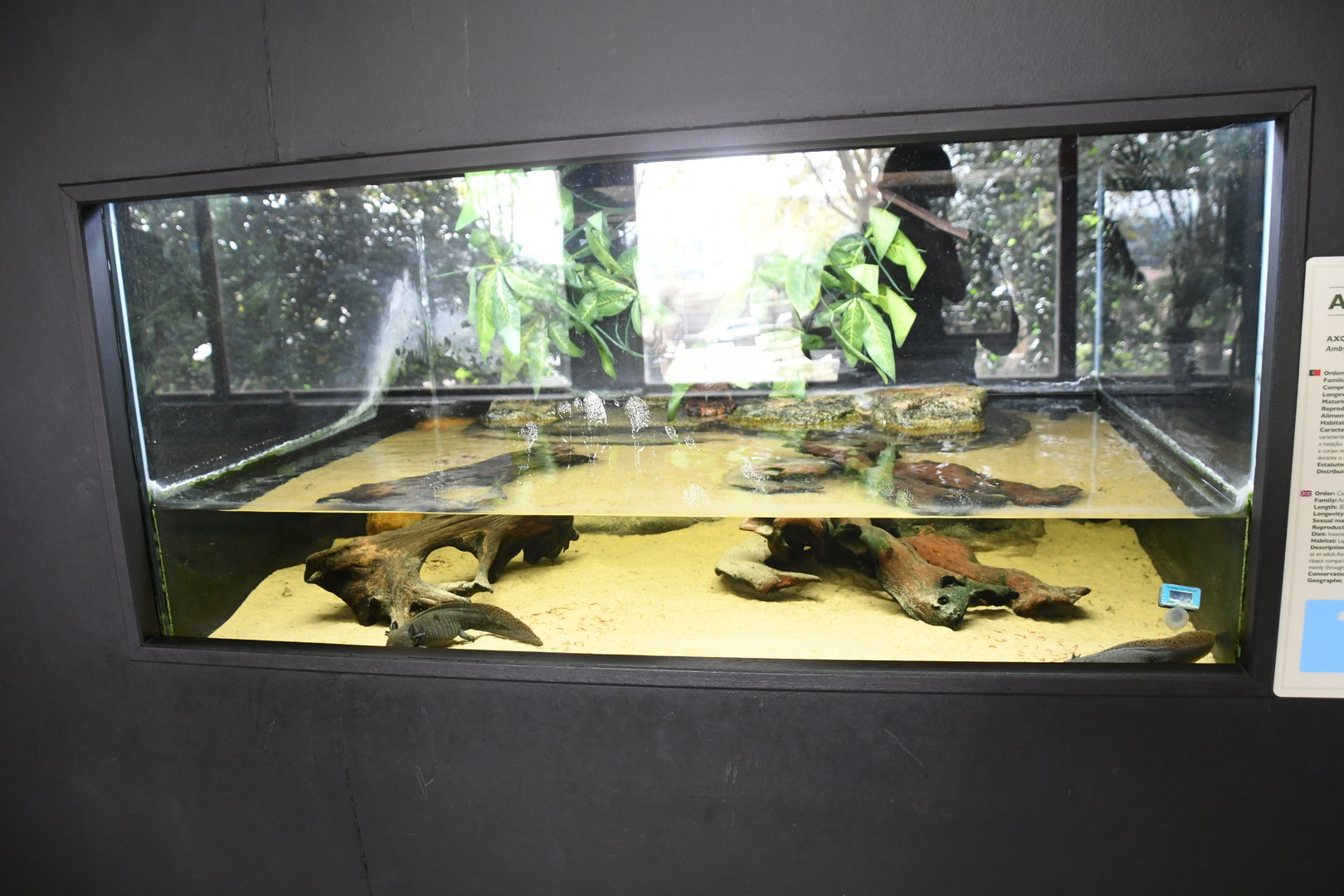 Axolotl tank (Reptile House)