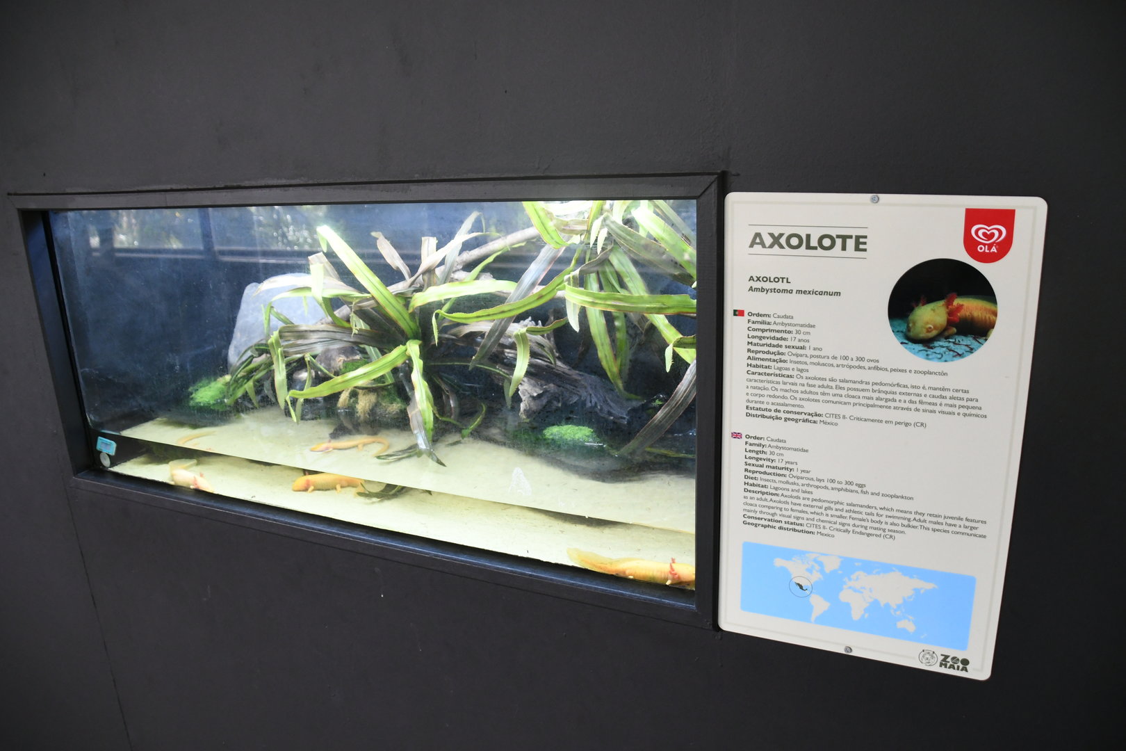 Axolotl tank (Reptile House)