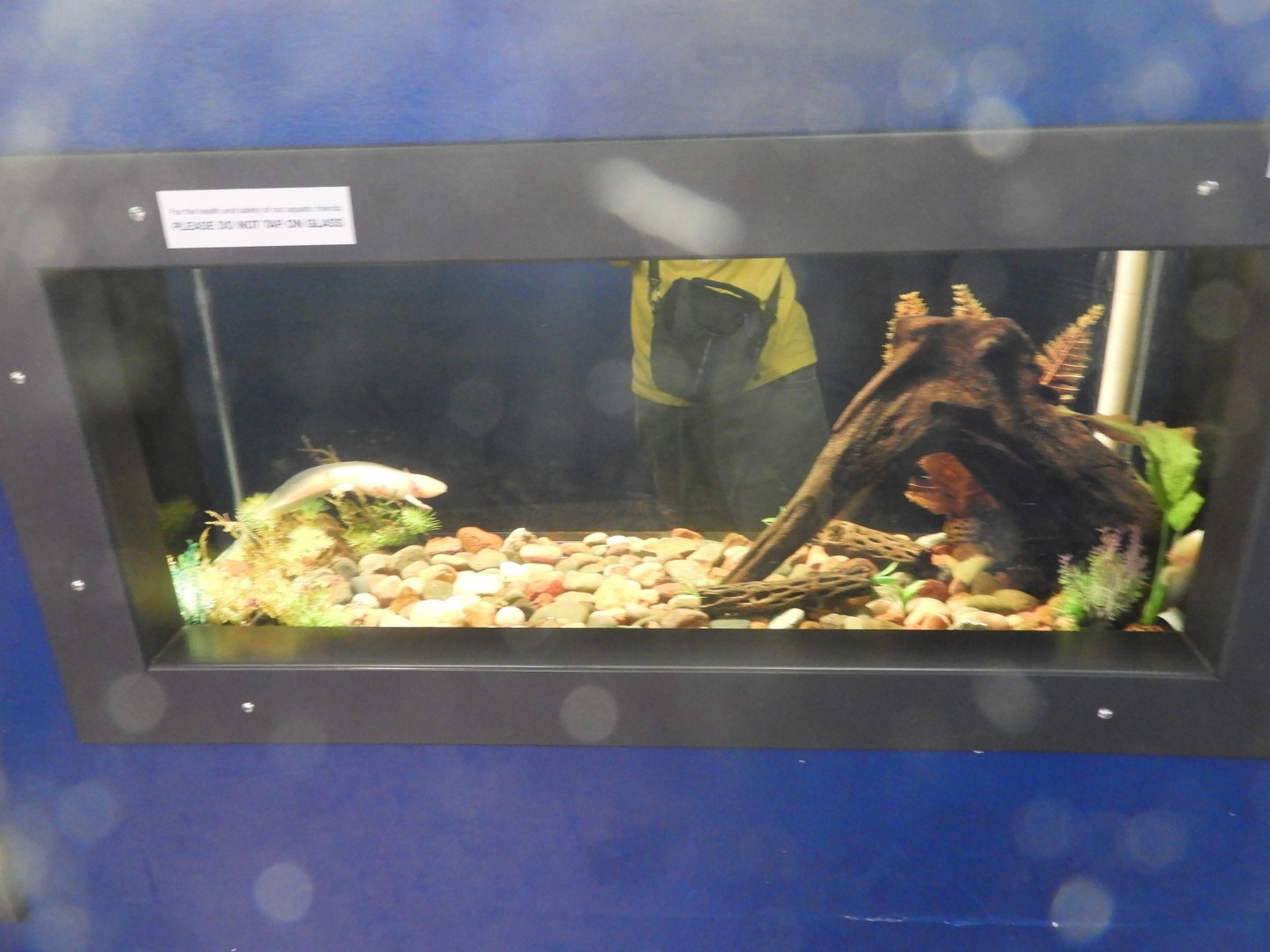 Axolotl tank - Weird and Wild - Reiman Aquarium