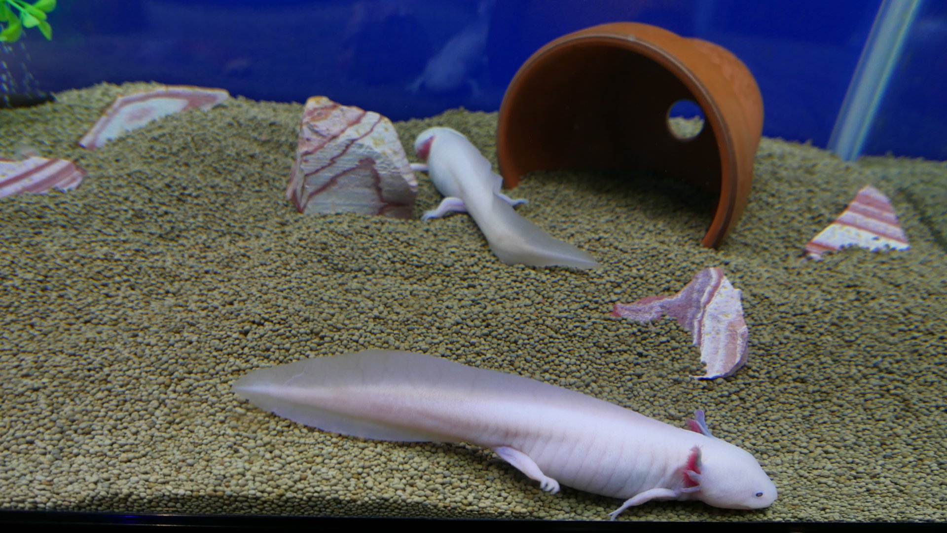 Axolotl Tank