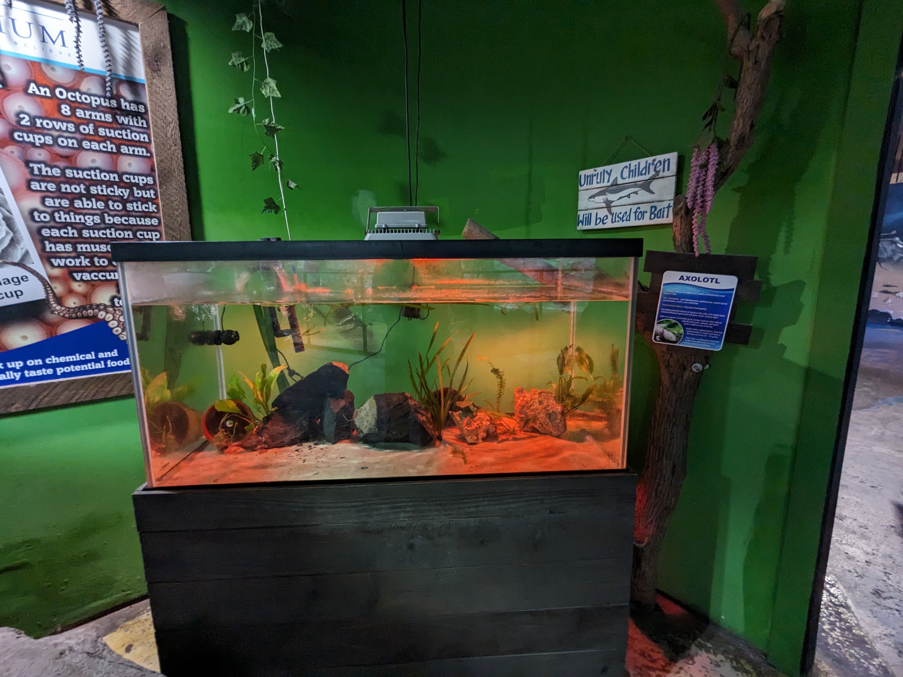 Axolotl tank