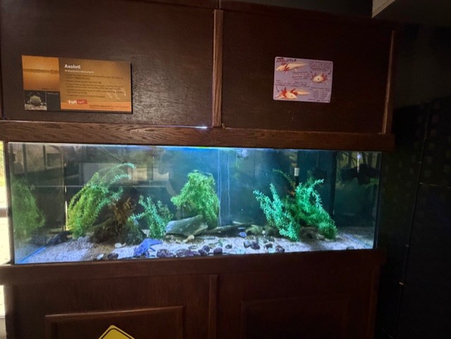 axolotl tank
