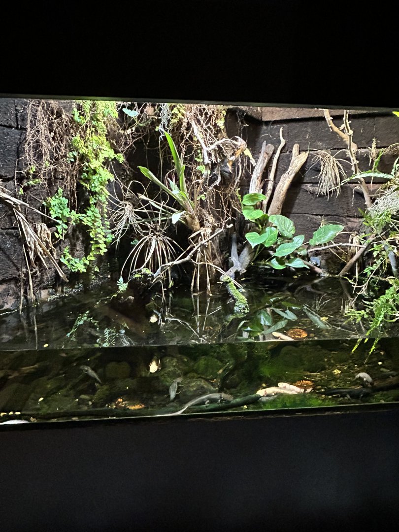Axolotl tank