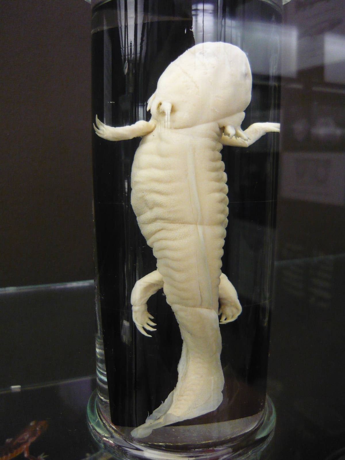 Axolotl wet specimen