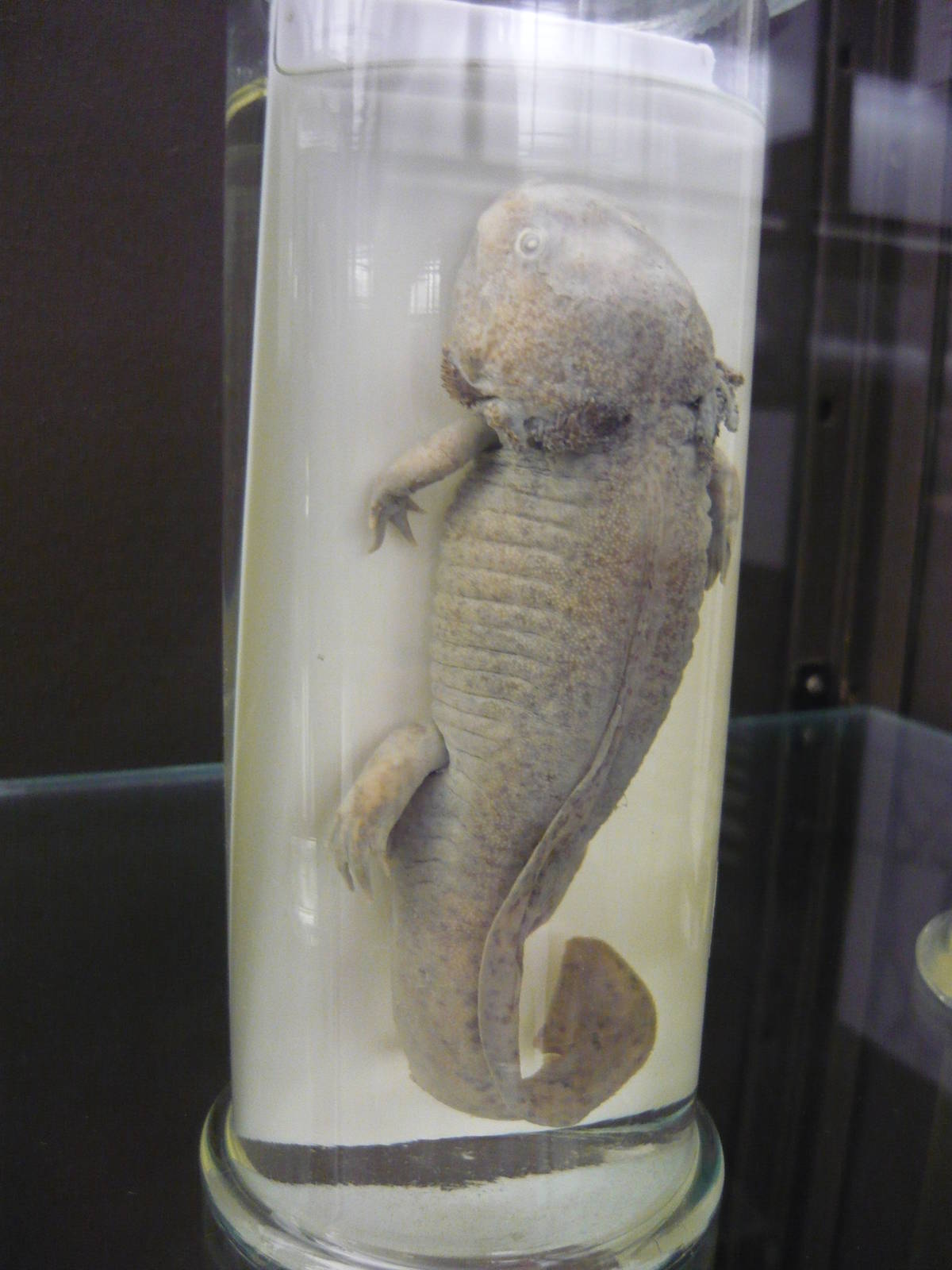 Axolotl wet specimen