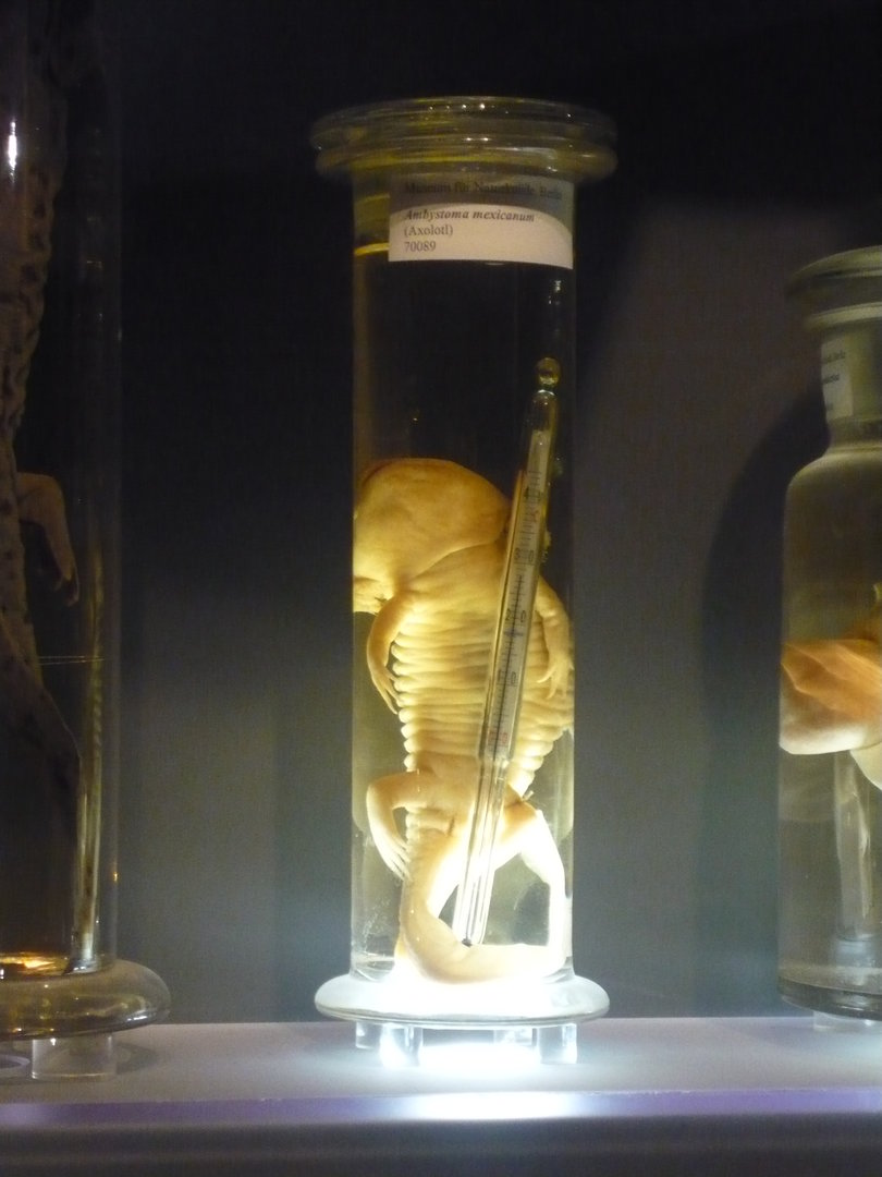 Axolotl with a thermometer