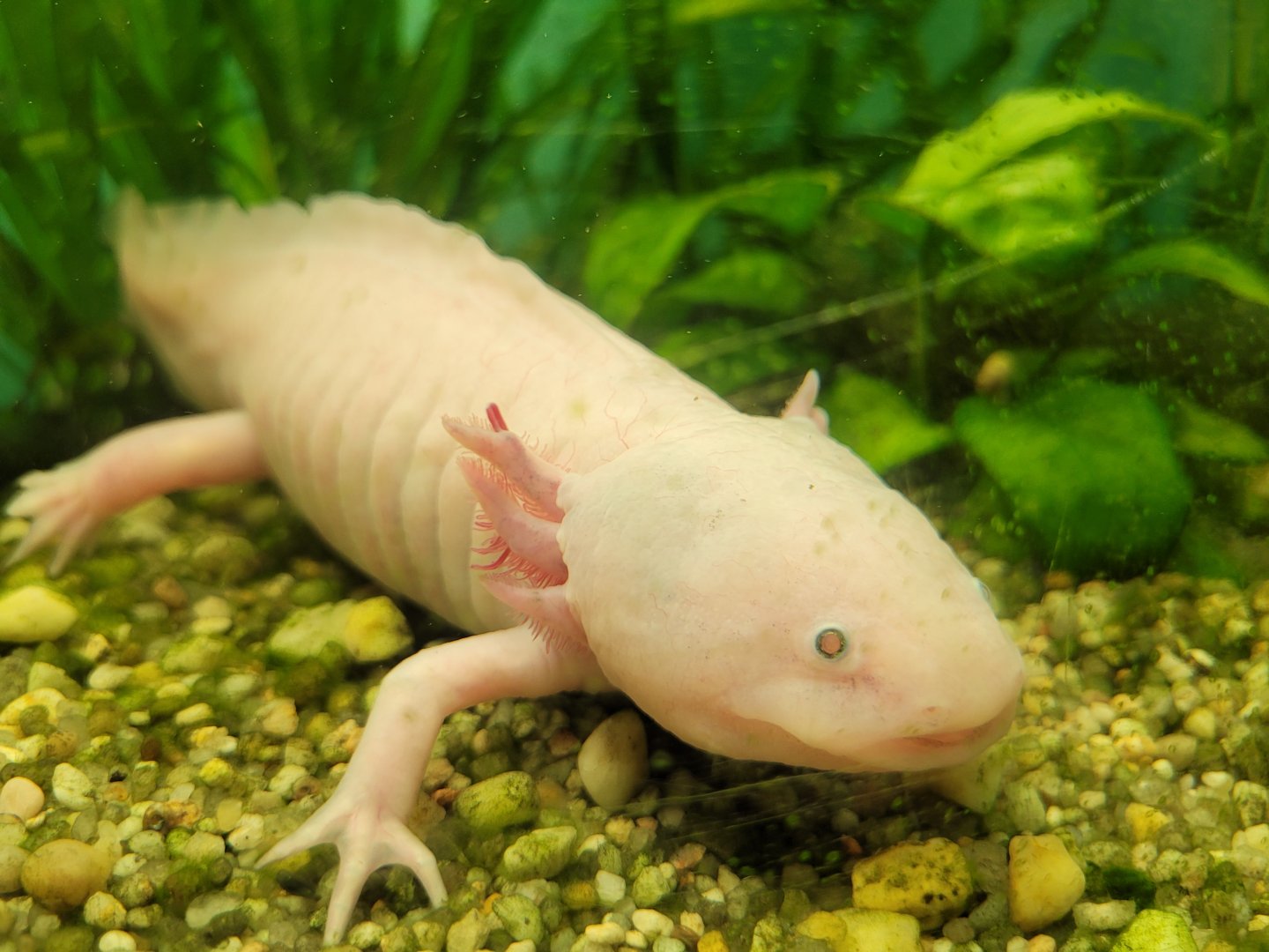 Axolotl -Zoo de Santillana del Mar (2023)