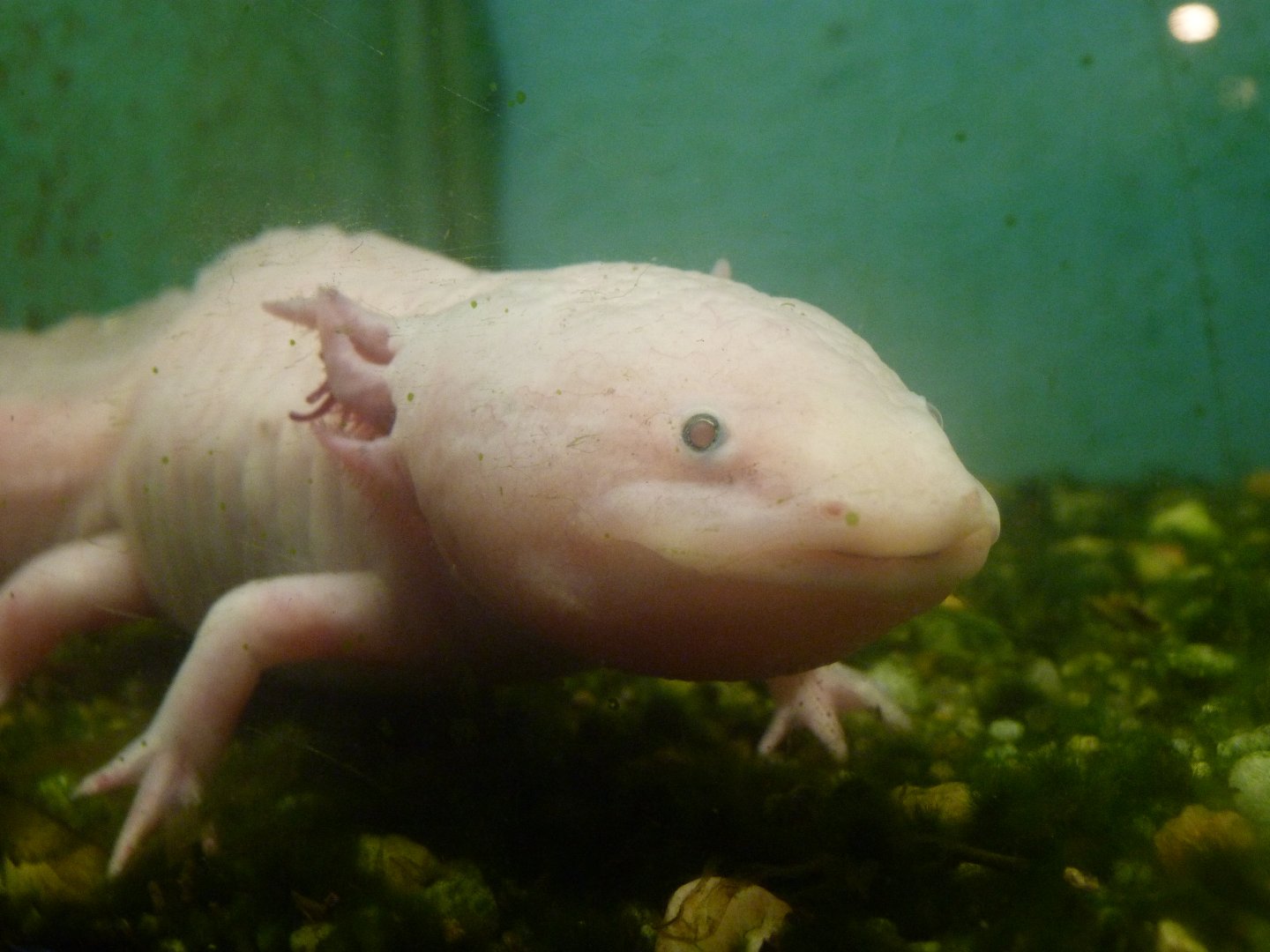 Axolotl -Zoo de Santillana del Mar (2024)