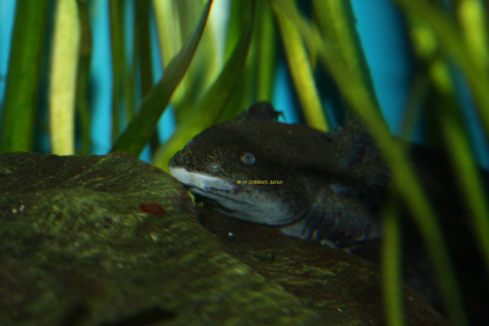 Axolotl
