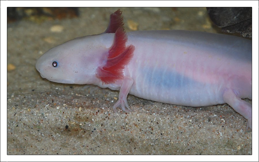 Axolotl