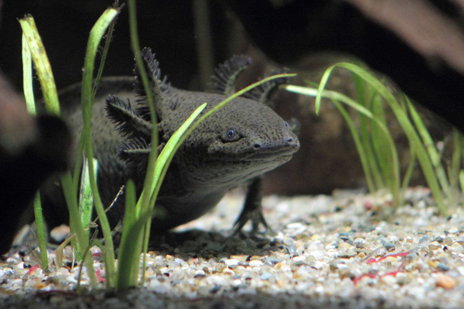 Axolotl