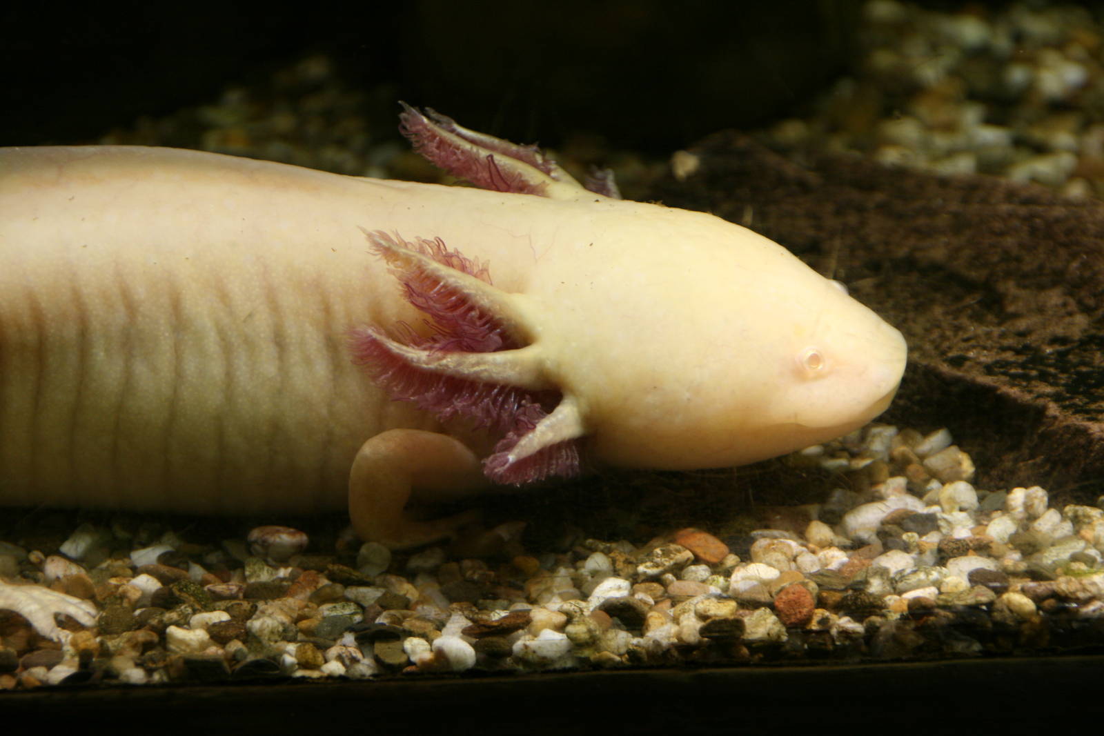 Axolotl