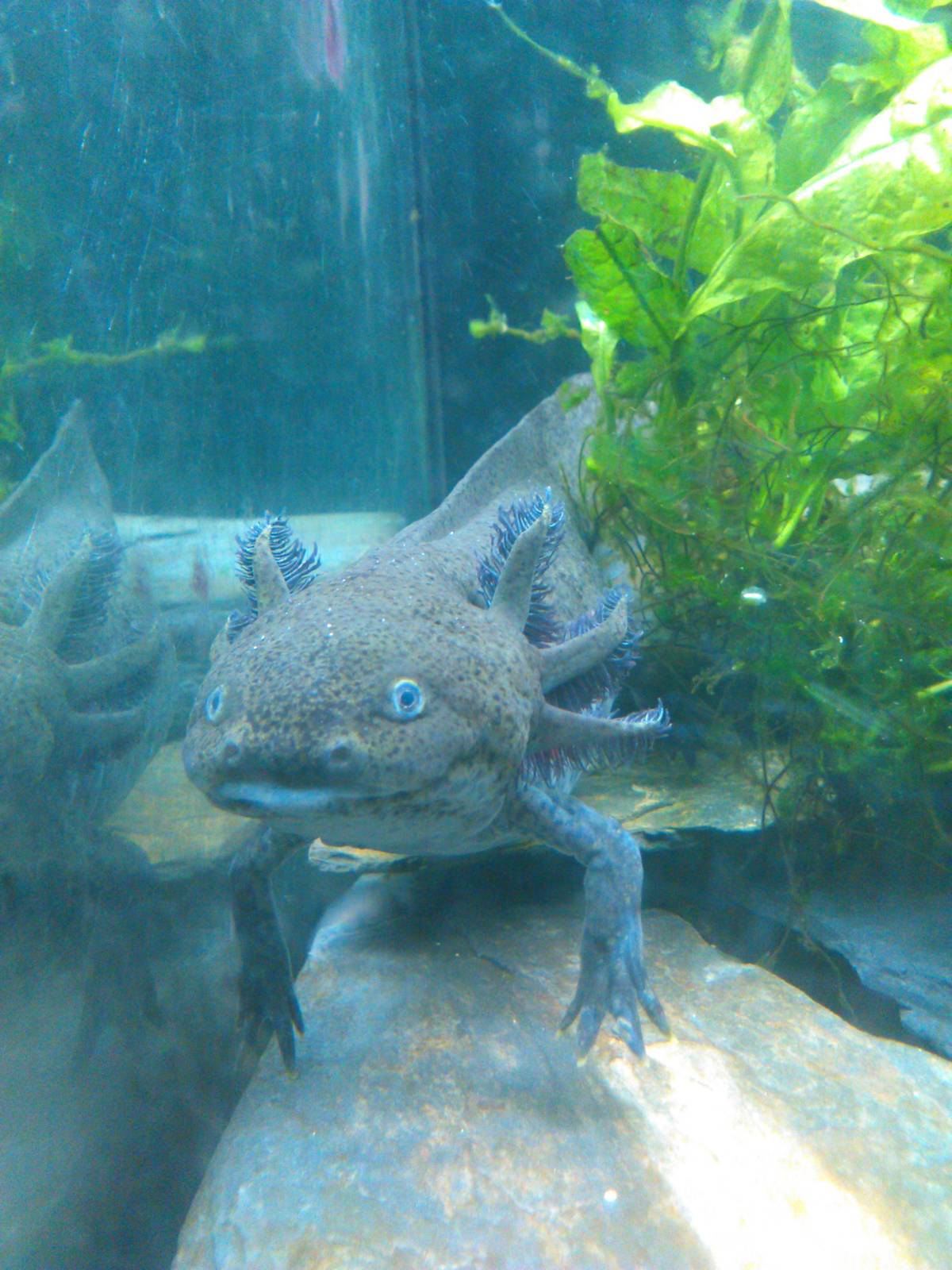 Axolotl