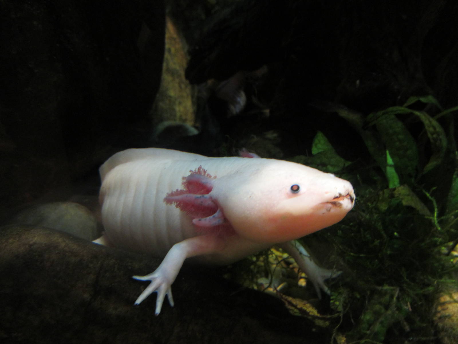 Axolotl