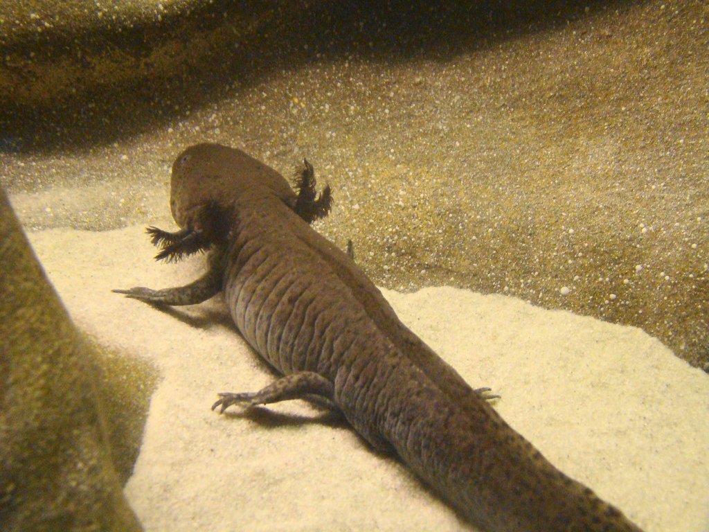 Axolotl