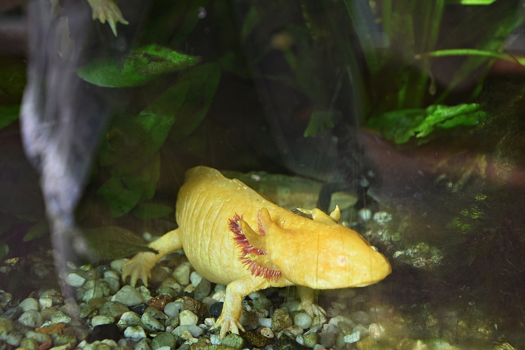 Axolotl