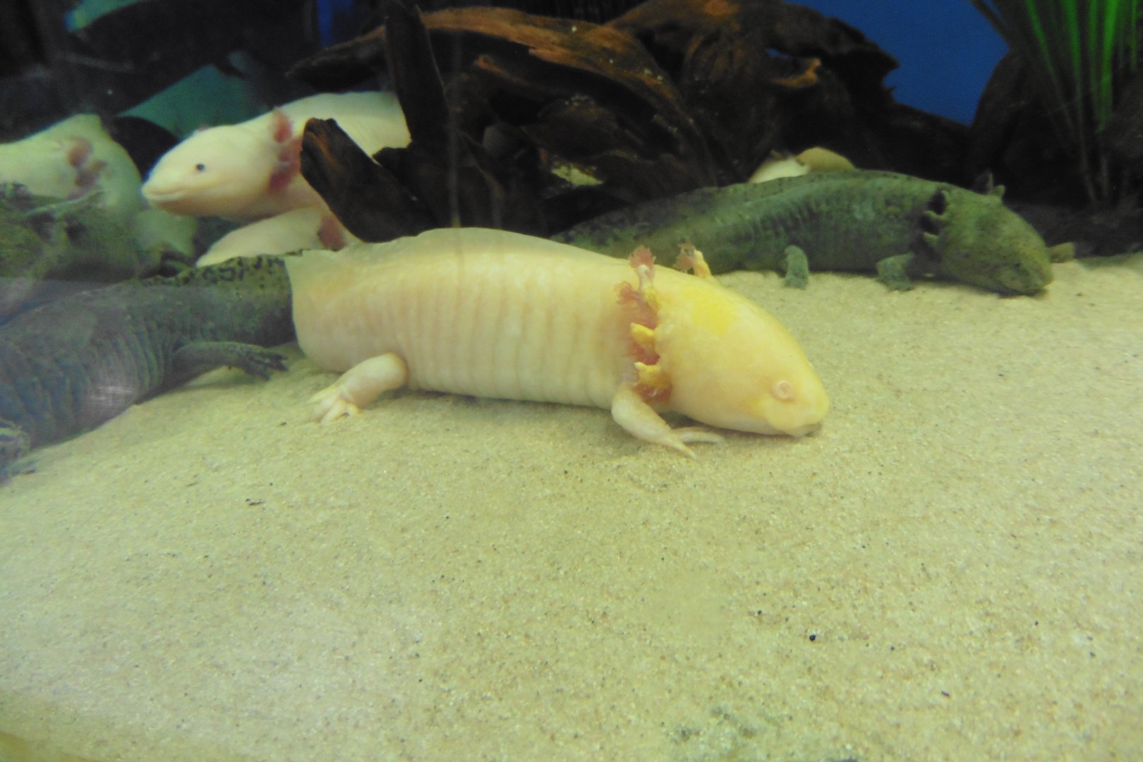 Axolotl