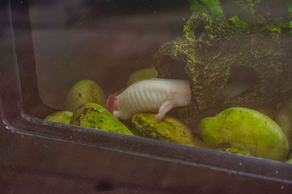 Axolotl