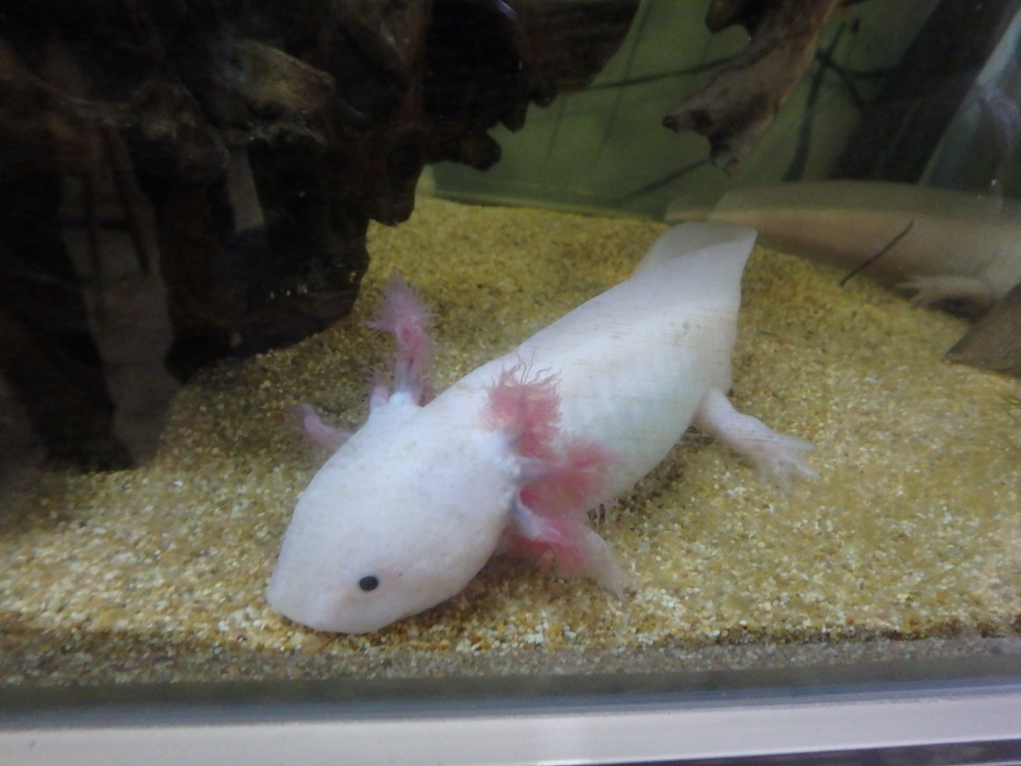 Axolotl