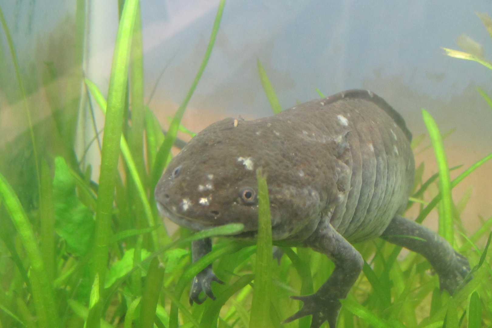 axolotl