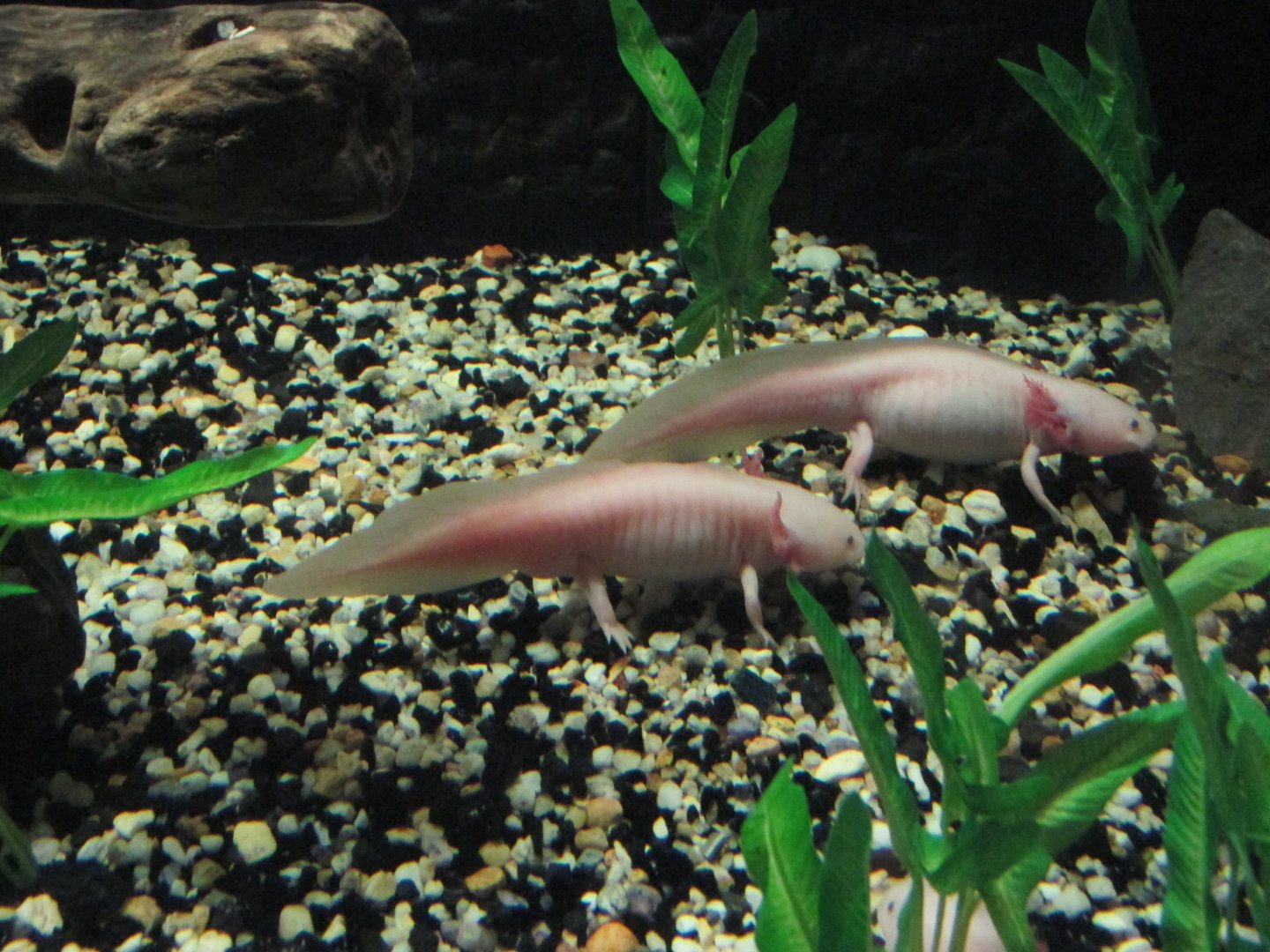 axolotl