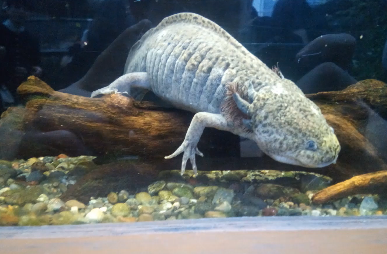 Axolotl