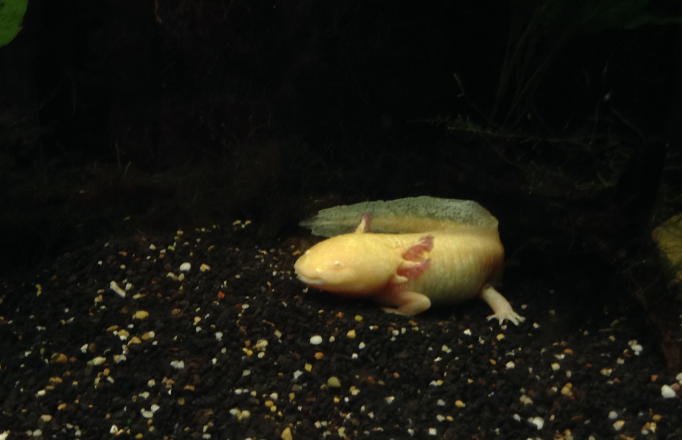 Axolotl