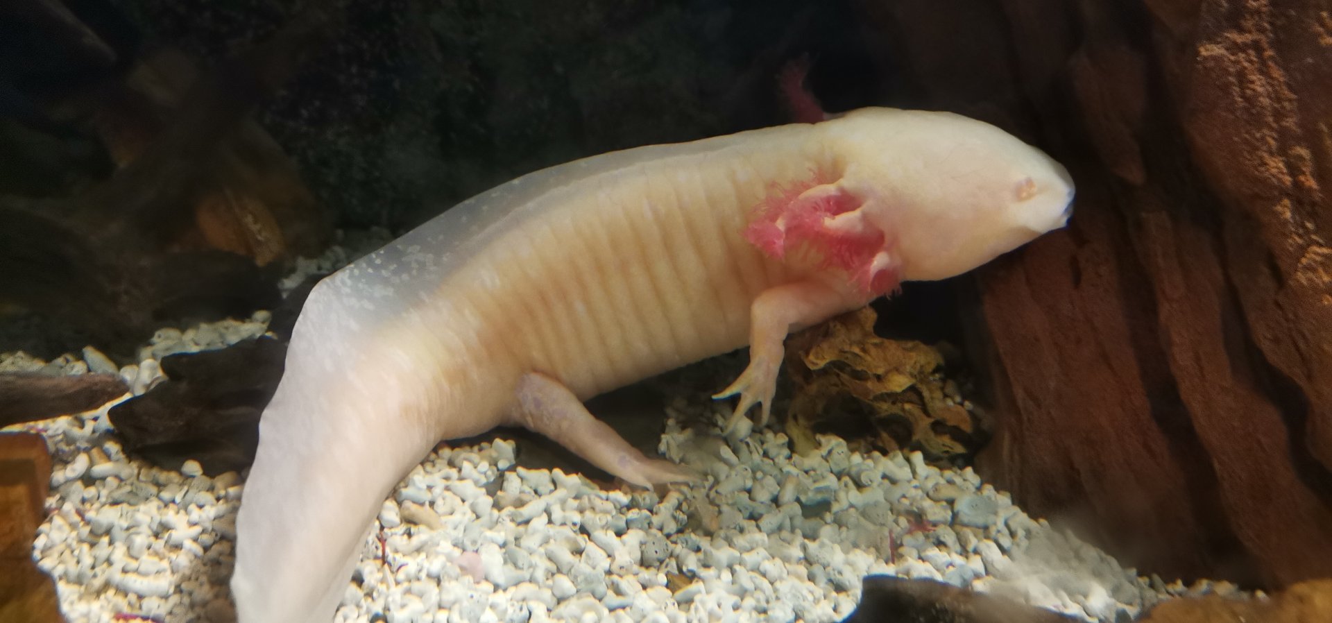 Axolotl